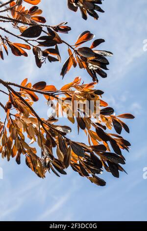 Feuilles brûlée causées par le feu qui balaie le paysage sec Banque D'Images