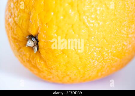 Agrumes, concentrez-vous sur le nombril de l'orange, la racine de la fleur. Arrière-plan blanc avec ombre Banque D'Images