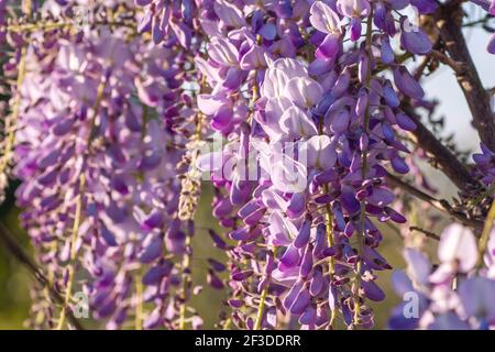 Fleurs violettes wisteria fleuries au printemps Banque D'Images
