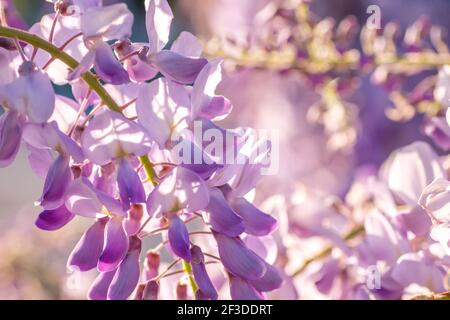 Wisteria fleurs violettes fleurir de près Banque D'Images