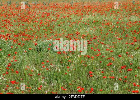 Des fleurs de pavot rouge fleurissent dans la campagne printanière Banque D'Images