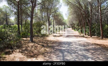 La Forêt de Porto Conte dans le parc régional national, Alghero Sardaigne Banque D'Images