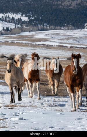 États-Unis, Colorado, Westcliffe, Music Meadows Ranch. Troupeau de chevaux de race mixte courant dans la neige. Banque D'Images