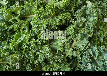 Vue de dessus. Feuilles de kale. Arrière-plan des feuilles de kale. Le kale frais laisse le fond. Gros plan sur la texture kale. Banque D'Images