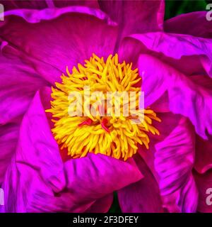 Pivoine - gros plan Banque D'Images