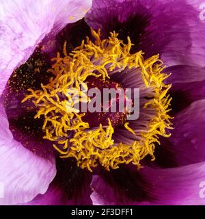 Pivoine - gros plan Banque D'Images