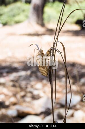 Exosquelette d'une cicada nymphe trouvée dans le national régional parc de Porto Conte Sardaigne Banque D'Images