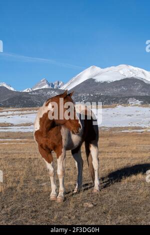 Colorado, Westcliffe, Music Meadows Ranch. Paintez votre cheval avec les montagnes Rocheuses au loin. Banque D'Images