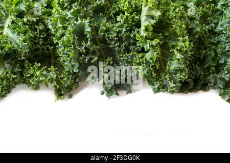 Vue de dessus. Le kale laisse sur un fond blanc. Arrière-plan des feuilles de kale. Le kale frais laisse le fond. Gros plan sur la texture kale. Banque D'Images