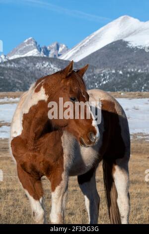 Colorado, Westcliffe, Music Meadows Ranch. Paintez votre cheval avec les montagnes Rocheuses au loin. Banque D'Images