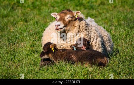 Mouton Shetland Twin agneaux bruns se trouvant dans un champ herbacé avec la brebis mère à Spring Sunshine, Lothian est, Écosse, Royaume-Uni Banque D'Images