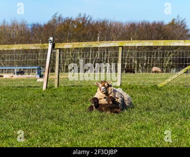 Mouton Shetland Twin agneaux bruns se trouvant dans un champ herbacé avec la brebis mère à Spring Sunshine, Lothian est, Écosse, Royaume-Uni Banque D'Images