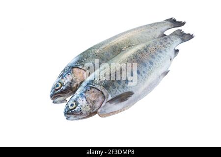 Pêcher la truite arc-en-ciel, isolée sur fond blanc. Truite arc-en-ciel sur fond blanc. Poissons avec espace de copie pour le texte. Banque D'Images