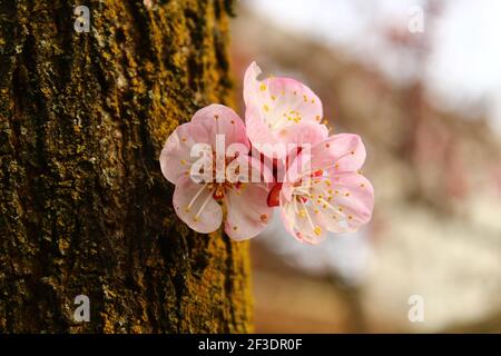 De belles fleurs d'abricot fleurissent sur l'arbre Banque D'Images