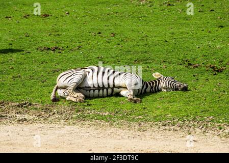 Zèbre noir et blanc à rayures posé sur son côté, reposant au soleil sur un terrain d'herbe. Banque D'Images