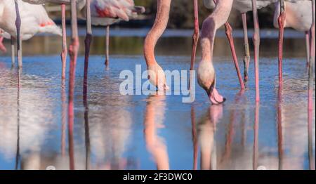 Vue sur les oiseaux flammants. Longues et fines pattes d'oiseau. Photo de la faune en gros plan. Réflexion sur la surface de l'eau. Banque D'Images
