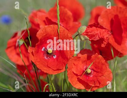 Gros plan sur le pavot à maïs rouge, Papaver rhoeas Banque D'Images