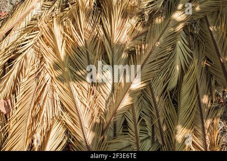 Une pile de feuilles de palmier séchées Banque D'Images