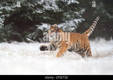 Siberian Tiger Running, vue latérale avant. Une bête dangereuse dans son habitat naturel. Femelle, Panthera tigris altaica Banque D'Images