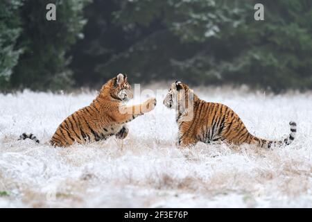 Jeunes tigres jouant dans la neige. Tigre de Sibérie en hiver dans un habitat naturel. Panthera tigris altaica Banque D'Images