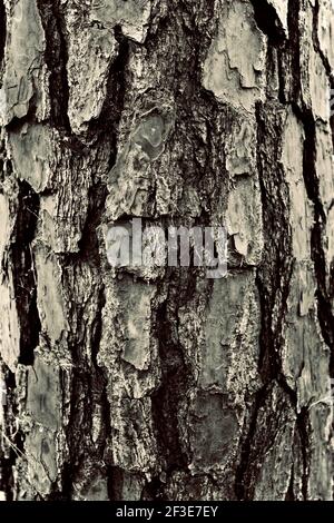 Détail de l'écorce de l'arbre dans Johnson Park, Raleigh, Caroline du Nord, États-Unis Banque D'Images