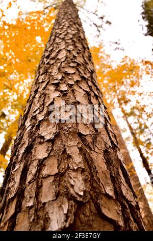 Détail de l'écorce de l'arbre dans Johnson Park, Raleigh, Caroline du Nord, États-Unis Banque D'Images