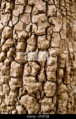 Détail de l'écorce de l'arbre dans Johnson Park, Raleigh, Caroline du Nord, États-Unis Banque D'Images