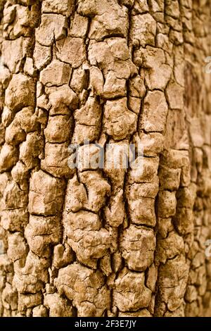 Détail de l'écorce de l'arbre dans Johnson Park, Raleigh, Caroline du Nord, États-Unis Banque D'Images