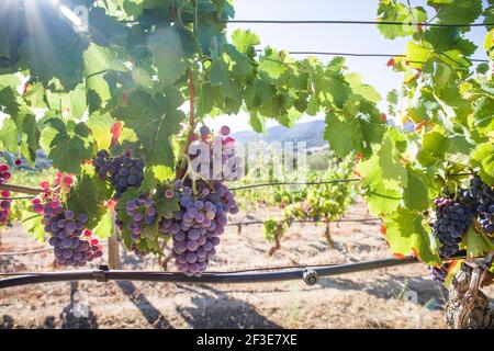 Vignoble en Sardaigne Banque D'Images