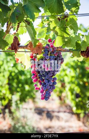 Vignoble en Sardaigne Banque D'Images