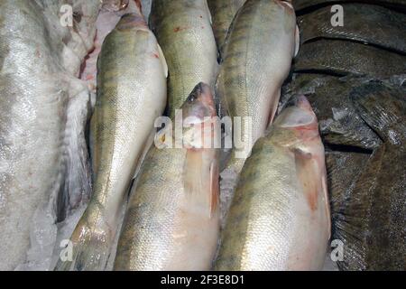 brochet frais sur un marché aux poissons Banque D'Images