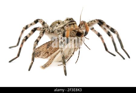 La chasse d'araignée sur le papillon. Isolation sur fond blanc. Banque D'Images