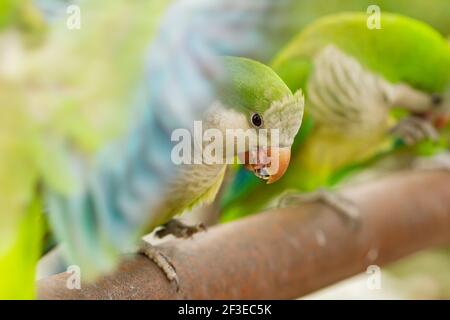 Un cliché sélectif de paraquets sauvages vert-blanc avec ouverture ailes Banque D'Images