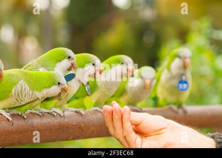 Cliché sélectif d'un groupe de sauvages vert-blanc parakeets alimentés par une main d'un mâle Banque D'Images