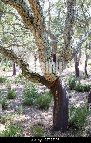 Bois et forêts de chênes de Cork en Sardaigne Banque D'Images