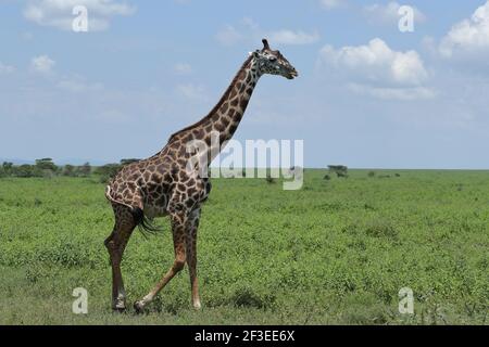 La girafe Masai, aussi orthographiée la girafe Maasai, aussi appelée girafe Kilimanjaro, est la plus grande sous-espèce de girafe. Il est originaire de l'Afrique de l'est. Banque D'Images