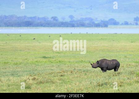 Le rhinocéros noir ou rhinocéros à lèvres est une espèce de rhinocéros originaire de l'Afrique orientale et australe. Banque D'Images
