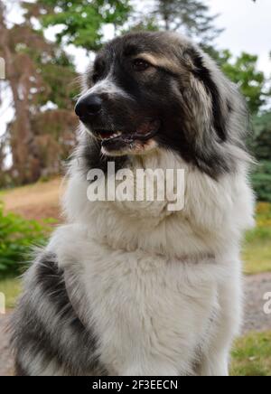 Magnifique chien de montagne pyrénéen, c'est une race de chien de berger. Banque D'Images