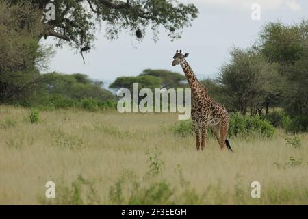 La girafe Masai, aussi orthographiée la girafe Maasai, aussi appelée girafe Kilimanjaro, est la plus grande sous-espèce de girafe. Il est originaire de l'Afrique de l'est. Banque D'Images