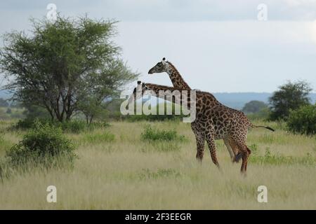 La girafe Masai, aussi orthographiée la girafe Maasai, aussi appelée girafe Kilimanjaro, est la plus grande sous-espèce de girafe. Il est originaire de l'Afrique de l'est. Banque D'Images