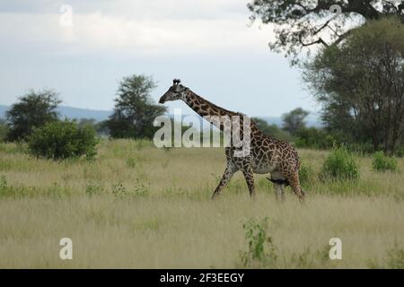 La girafe Masai, aussi orthographiée la girafe Maasai, aussi appelée girafe Kilimanjaro, est la plus grande sous-espèce de girafe. Il est originaire de l'Afrique de l'est. Banque D'Images