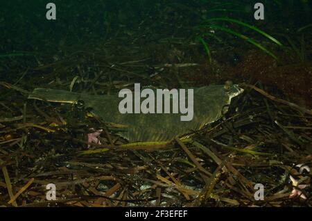 Platichthys flesus, flon, Eckernförde, Allemagne, allemagne, Ostsee, mer baltique Banque D'Images