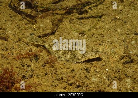 Platichthys flesus, flon, Eckernförde, Allemagne, allemagne, Ostsee, mer baltique Banque D'Images