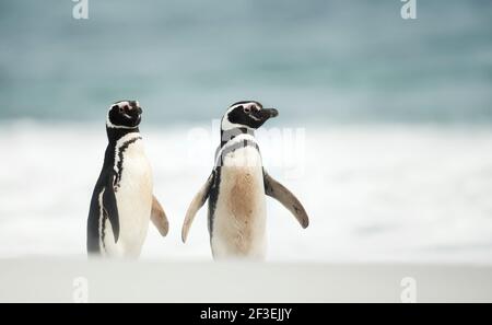 Gros plan de deux pingouins magellaniques se tenant sur une plage de sable dans les îles Falkland. Banque D'Images