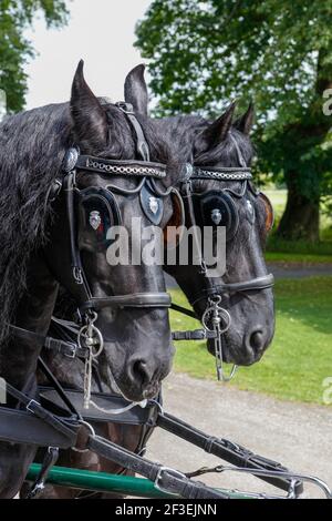 Portrait des têtes de deux chevaux de calèche noirs avec cillers et fuil tack Banque D'Images