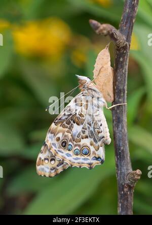 Macro d'une nouvelle femme peinte papillon tenant dessus à ses chrysalides Banque D'Images