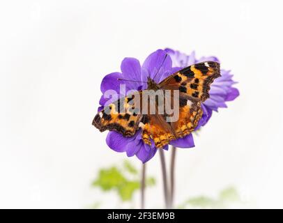 Macro d'un papillon tortoiseshell reposant sur une fleur d'anémone pourpre, sur un fond floral blanc Banque D'Images