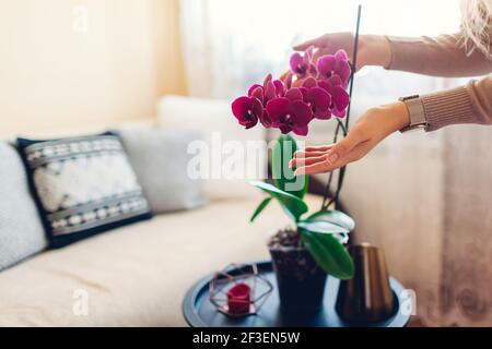 La femme admire une orchidée pourpre en fleurs touchant la fleur. Fille prenant soin des plantes et des fleurs à la maison en vérifiant leur état. Intérieur confortable Banque D'Images