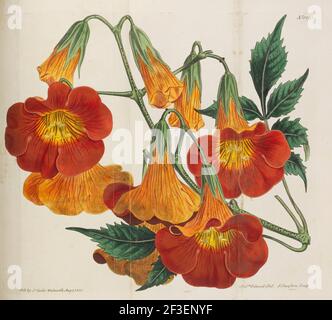 Botanical Magazine, 1787-1833. Collection privée. Banque D'Images