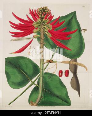 Botanical Magazine, 1787-1833. Collection privée. Banque D'Images